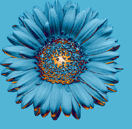 Niebieski gerber bez tła